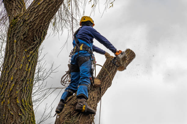 Lakeland, NY  Tree Services Company